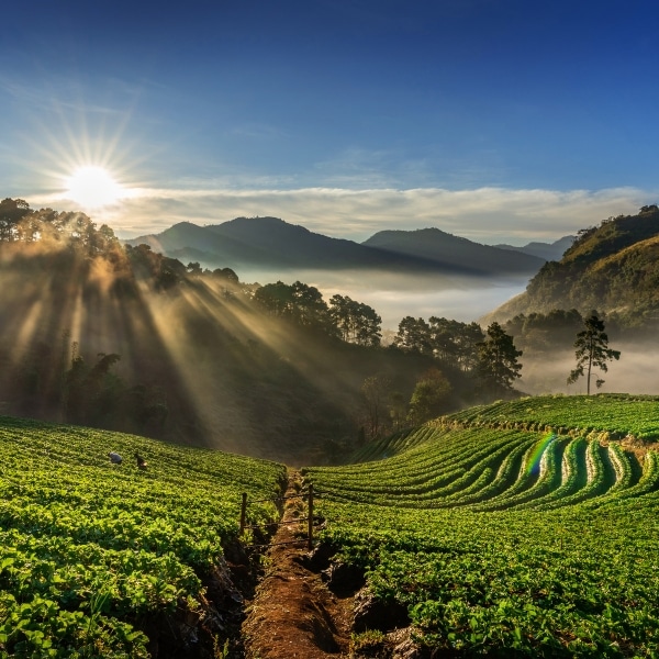 Café Brésil Los Reis - Image 2